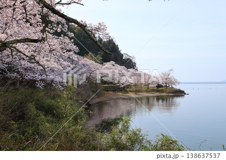 ◇海津大崎の桜 / 日本のさくら名所100選・琵琶湖八景(滋賀県高島市マキノ町海津) ◇海津大崎の桜 / 日本のさくら名所100選・琵琶湖八景(滋賀県高島市マキノ町海津) 138637537