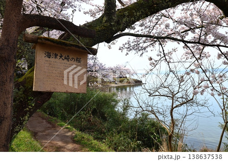 ◇海津大崎の桜 / 日本のさくら名所100選・琵琶湖八景(滋賀県高島市マキノ町海津) ◇海津大崎の桜 / 日本のさくら名所100選・琵琶湖八景(滋賀県高島市マキノ町海津) 138637538