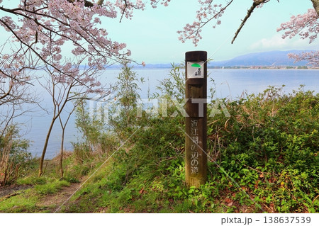 ◇海津大崎の桜 / 日本のさくら名所100選・琵琶湖八景(滋賀県高島市マキノ町海津) ◇海津大崎の桜 / 日本のさくら名所100選・琵琶湖八景(滋賀県高島市マキノ町海津) 138637539