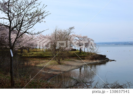 ◇海津大崎の桜 ／ 日本のさくら名所100選・琵琶湖八景（滋賀県高島市マキノ町海津） 138637541