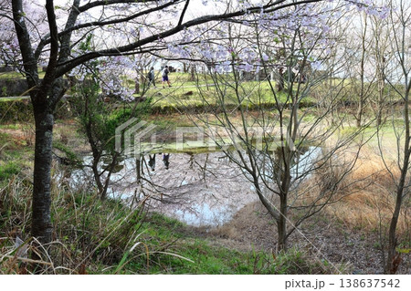 ◇海津大崎の桜 / 日本のさくら名所100選・琵琶湖八景(滋賀県高島市マキノ町海津) ◇海津大崎の桜 / 日本のさくら名所100選・琵琶湖八景(滋賀県高島市マキノ町海津) 138637542