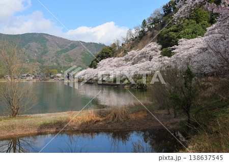 ◇海津大崎の桜 / 日本のさくら名所100選・琵琶湖八景(滋賀県高島市マキノ町海津) ◇海津大崎の桜 / 日本のさくら名所100選・琵琶湖八景(滋賀県高島市マキノ町海津) 138637545