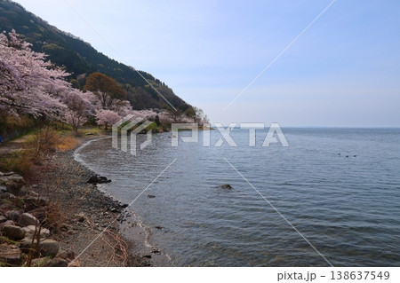 ◇海津大崎の桜 / 日本のさくら名所100選・琵琶湖八景(滋賀県高島市マキノ町海津) ◇海津大崎の桜 / 日本のさくら名所100選・琵琶湖八景(滋賀県高島市マキノ町海津) 138637549