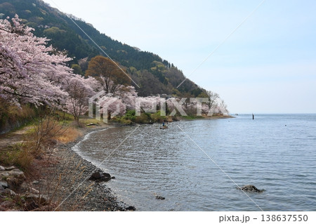 ◇海津大崎の桜 / 日本のさくら名所100選・琵琶湖八景(滋賀県高島市マキノ町海津) ◇海津大崎の桜 / 日本のさくら名所100選・琵琶湖八景(滋賀県高島市マキノ町海津) 138637550