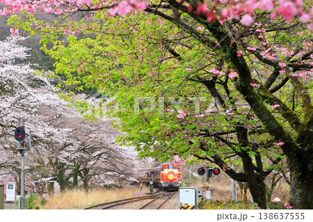 わたらせ渓谷鐵道「桜と新緑に包まれた水沼駅風景」 138637555