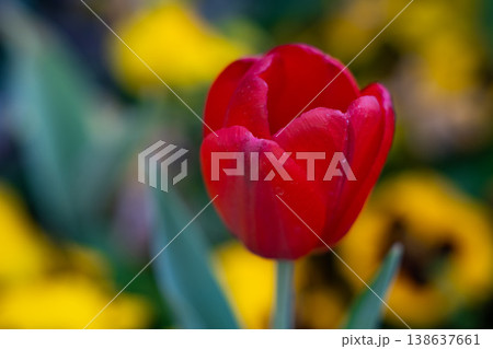 Tulips Close-Up in Soft Light. Spring Floral Background. Tulips Close-Up in Soft Light. Spring Floral Background. 138637661