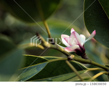 3月に咲いた可愛いオガタマノキの花 3月に咲いた可愛いオガタマノキの花 138638030