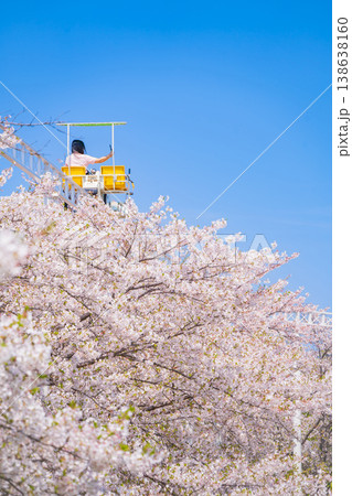 春のmeitoこどもランド・とだがわ、満開の桜とサイクルモノレール〈愛知県名古屋市〉 春のmeitoこどもランド・とだがわ、満開の桜とサイクルモノレール〈愛知県名古屋市〉 138638160