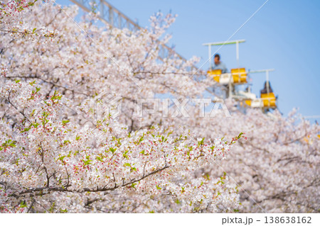 春のmeitoこどもランド・とだがわ、満開の桜とサイクルモノレール〈愛知県名古屋市〉 138638162