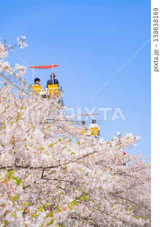 春のmeitoこどもランド・とだがわ、満開の桜とサイクルモノレール〈愛知県名古屋市〉 春のmeitoこどもランド・とだがわ、満開の桜とサイクルモノレール〈愛知県名古屋市〉 138638169
