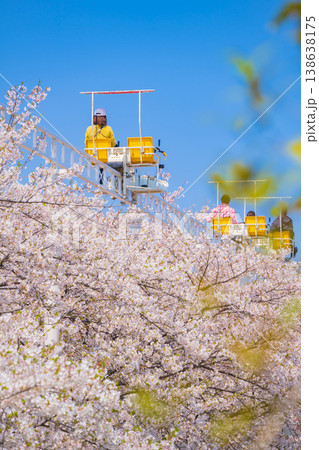 春のmeitoこどもランド・とだがわ、満開の桜とサイクルモノレール〈愛知県名古屋市〉 138638175
