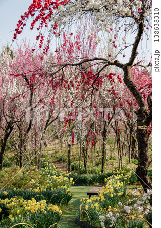 花の森・天神山ガーデンに春の風景2 花の森・天神山ガーデンに春の風景2 138638310