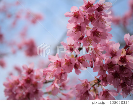晴れた3月に美しく咲いたピンク色の桜の花「オカメ」 138638334