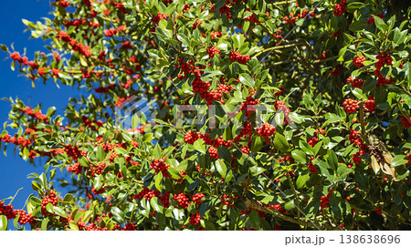 Acebal de Pradena Holly Forest, Spain Acebal de Pradena Holly Forest, Spain 138638696