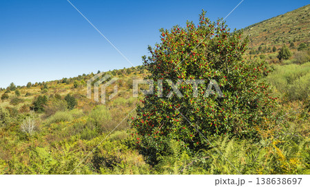 Acebal de Pradena Holly Forest, Spain 138638697