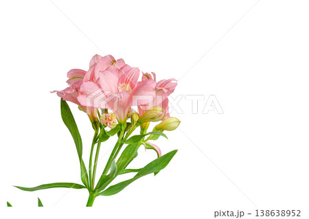 pink alstroemeria flower, Lily of the Incas, in vase on isolated white background pink alstroemeria flower, Lily of the Incas, in vase on isolated white background 138638952