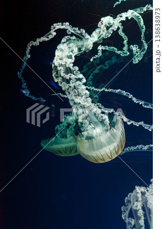 underwater photos of jellyfish chrysaora plocamia south america sea nettle 138638973