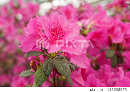 Beautiful blooming pink Azalea bushes Beautiful blooming pink Azalea bushes 138638976