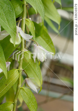 Beautiful blooming orchids of different colors Beautiful blooming orchids of different colors 138638979