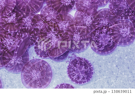 underwater photography jellyfish Cassiopea andromeda, upside down jellyfish underwater photography jellyfish Cassiopea andromeda, upside down jellyfish 138639011