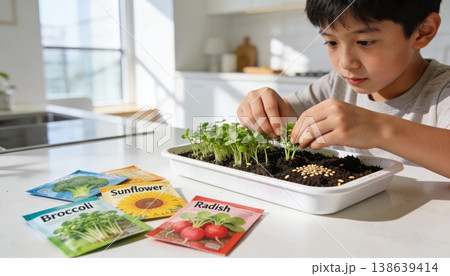 Boy planting microgreens indoors with seed trays on kitchen table and planting tools in soft light Boy planting microgreens indoors with seed trays on kitchen table and planting tools in soft light 138639414