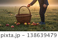 Child collecting fallen apples in basket on orchard grass with autumn leaves in warm sunlight soft 138639479