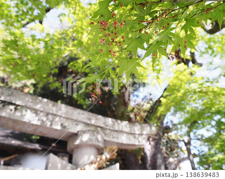 モミジの花咲いた！（枝先に花をつけた大的神社の紅葉） 138639483