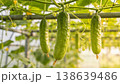 Ripe cucumbers hanging from trellis in bright greenhouse perspective with rows of vines and soft haze 138639486