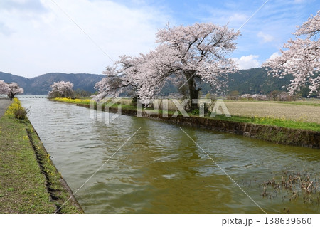 ◇余呉湖と余呉導水路の桜風景（滋賀県長浜市余呉町） 138639660