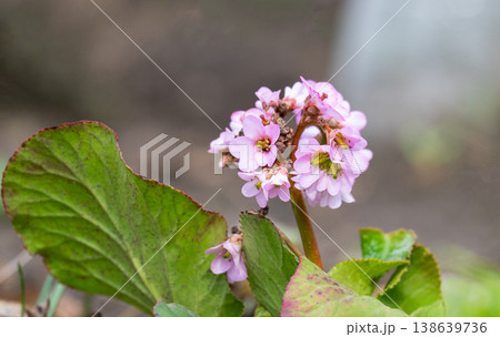 Bergenia crassifolia flowers in a flowerbed Bergenia crassifolia flowers in a flowerbed 138639736