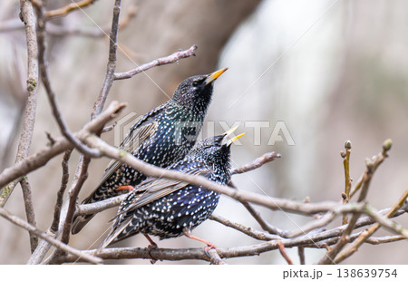 photo of a blackbird on a tree 138639754