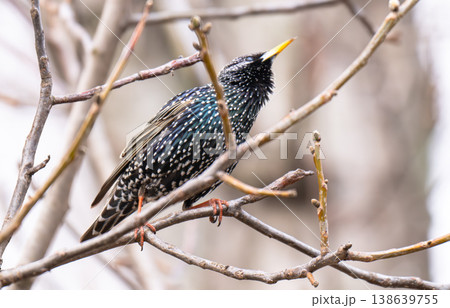 photo of a blackbird on a tree 138639755