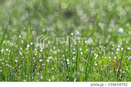 green grass with dew early in the morning 138639782