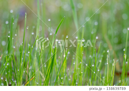 green grass with dew early in the morning 138639789