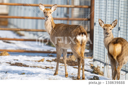 Photo of deer at the zoo 138639888