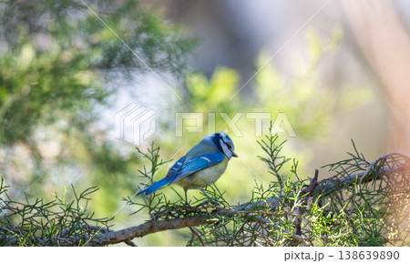 photo of a blue tit photo of a blue tit 138639890