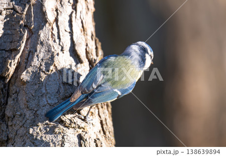 photo of a blue tit photo of a blue tit 138639894