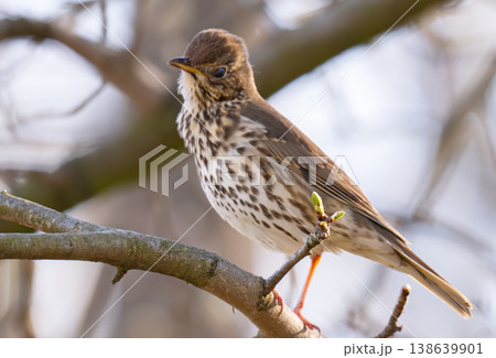 photo of a song thrush on a branch photo of a song thrush on a branch 138639901
