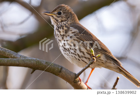 photo of a song thrush on a branch 138639902
