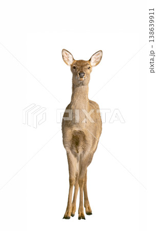 deer isolated on a white background deer isolated on a white background 138639911