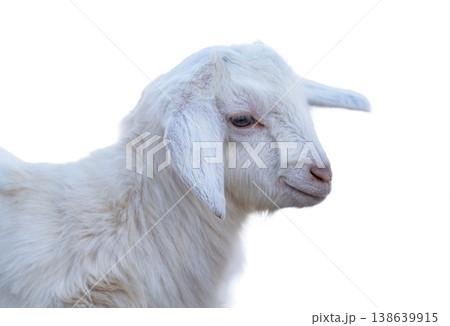 A photo of a goat isolated A photo of a goat isolated 138639915