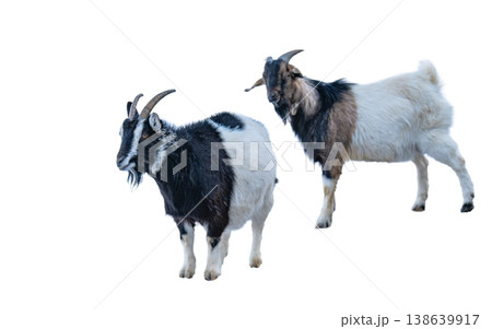 A photo of a goat isolated A photo of a goat isolated 138639917