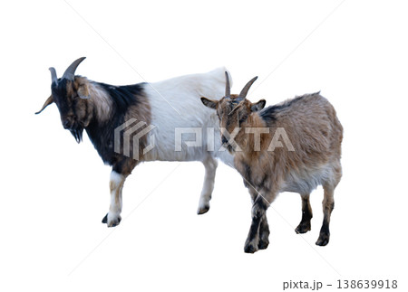 A photo of a goat isolated A photo of a goat isolated 138639918