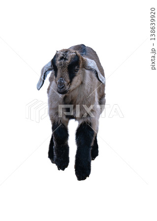 A photo of a goat isolated A photo of a goat isolated 138639920