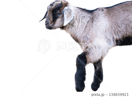A photo of a goat isolated A photo of a goat isolated 138639921