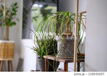 室内で鉢植えの観葉植物 室内で鉢植えの観葉植物 138640007