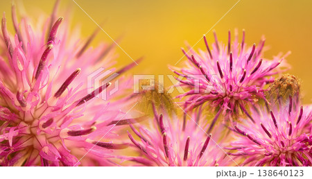 Floral background. Purple thorny thistle flower. Closeup. Nature. Floral background. Purple thorny thistle flower. Closeup. Nature. 138640123