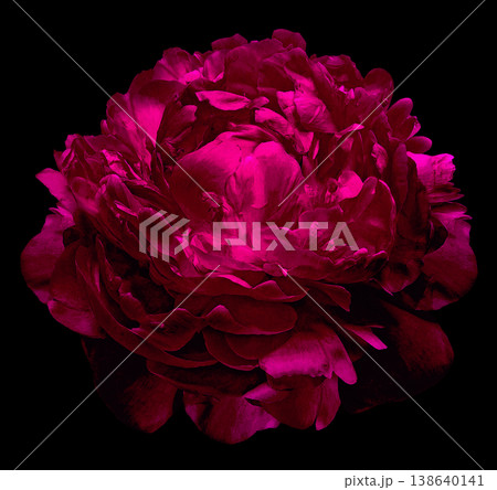 Pink peony flower  on  black  isolated background with clipping path. Closeup. For design. Nature. 138640141