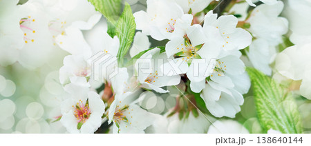 Jasmine flowers. Floral white background. Petals jasmine. Close-up. Nature. Jasmine flowers. Floral white background. Petals jasmine. Close-up. Nature. 138640144