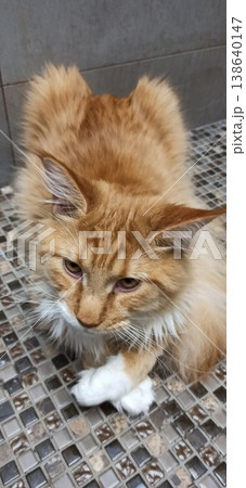 A beautiful ginger cat lies calmly with its front paws folded in front of itself. A beautiful ginger cat lies calmly with its front paws folded in front of itself. 138640147